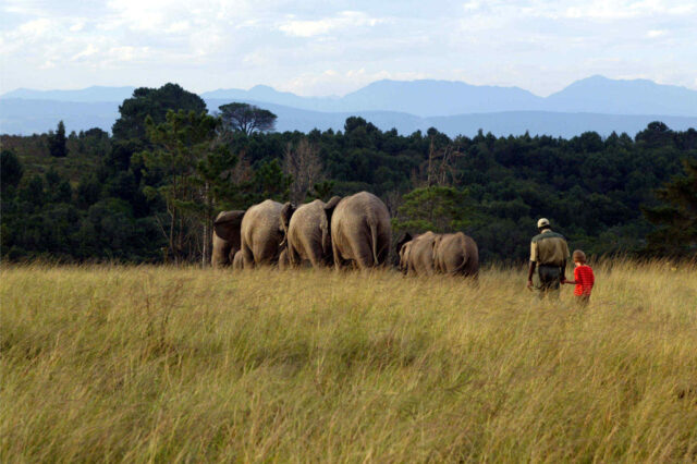 activities_elephantpark