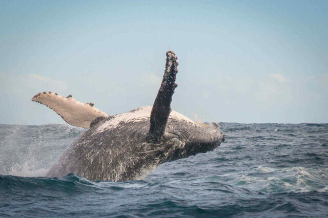 activities_oceanodyssey
